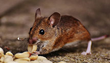 24 Hour & Emergency Exterminators in Bella Vista, AR